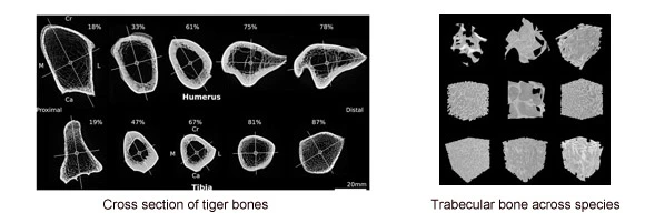 A tiger bone in cross section. Samples of trabecular bone from different species. 