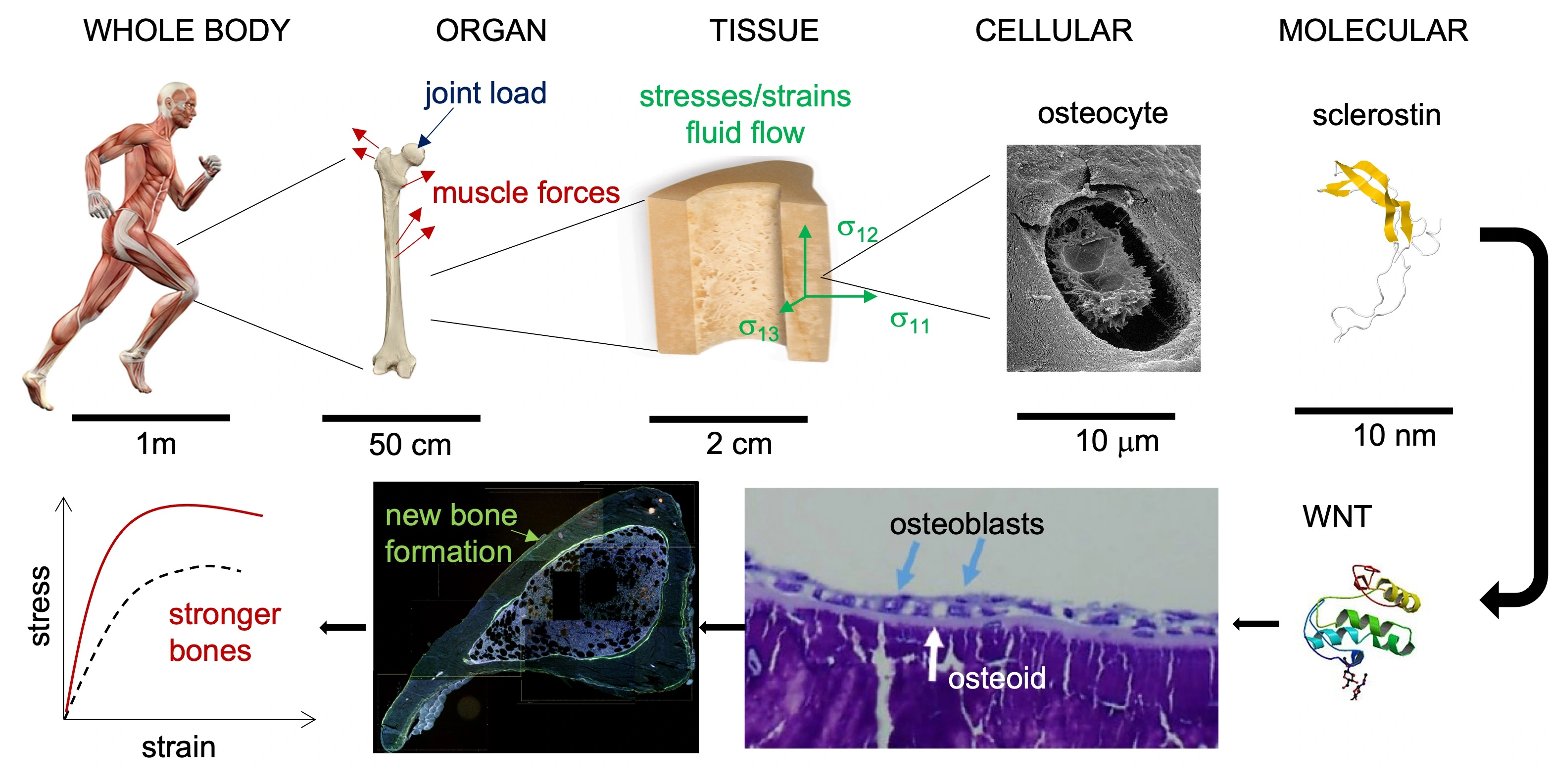 Image of the different legnth scales of mechanobiology: whole bone, tissue, cellular and molecular.