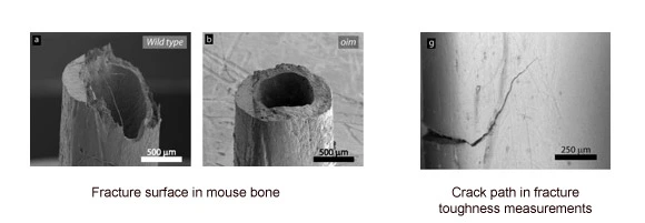 Broken wild type bone has rough surface. Broken osteogenesis imperfecta bone has smooth surface. 