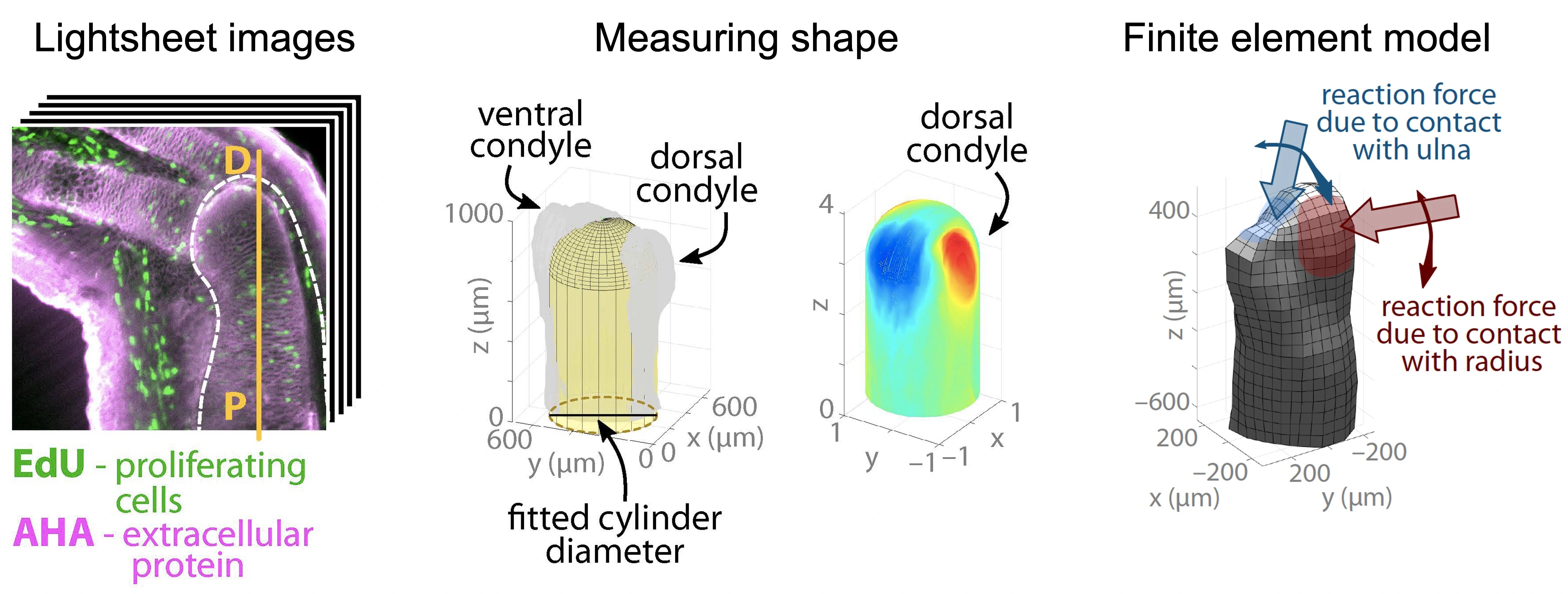 A lightsheet image is segemented to measure joint shape and create a finite element model.