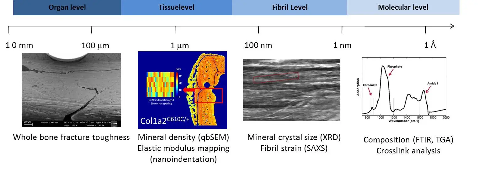 Toughness testing of the whole bone shows a bone with a crack through it. At the tissue level, there is a map of elastic modulus across the cross section of a bone. At the fibril level there is mineral on collagen fibrils. A Raman spectra shows peaks corresponding to bone composition.  
