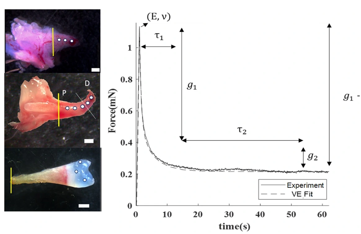 This figure shows different stages of development of a regenerating limb bud. A graph of a stress relaxation curve (constant displacement applied) starts with a high initial stress that exponenetially drops over 60 seconds to a equilibrium stress.